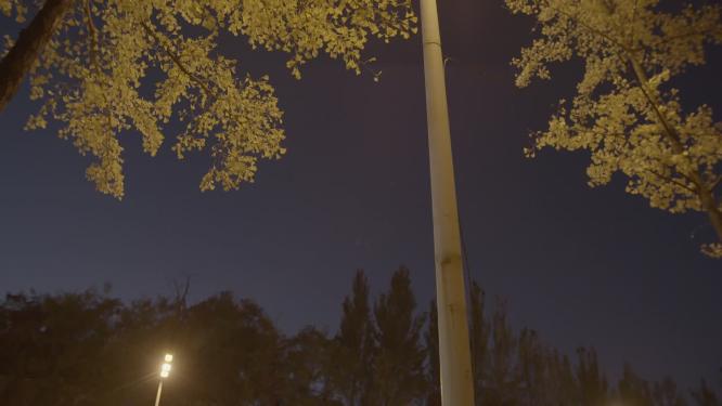秋天夜晚路灯下的银杏树夜晚城市交通
