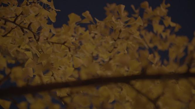 秋天夜晚路灯下的银杏树夜晚城市交通