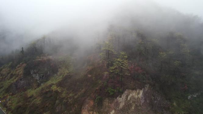 云雾山林擦木