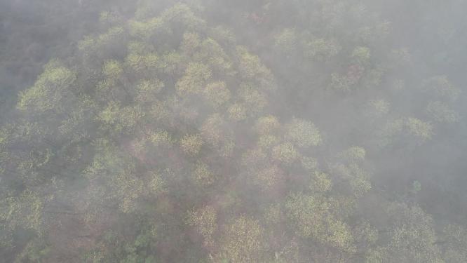 云雾山林擦木