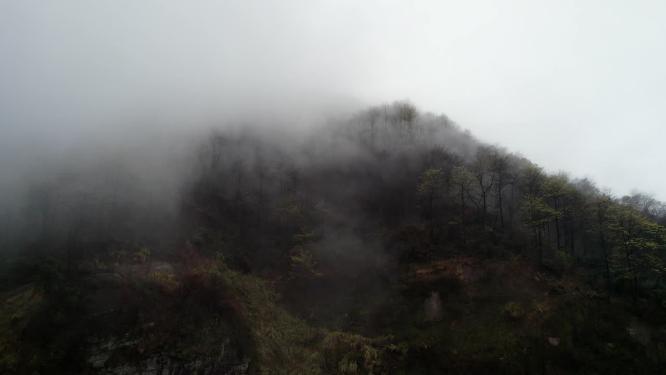 云雾山林擦木