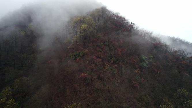 云雾山林擦木