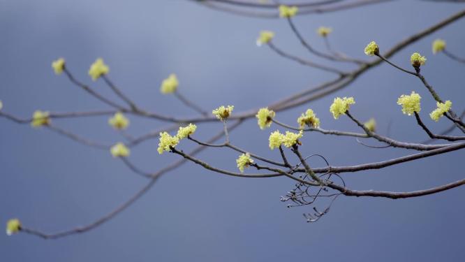擦木花