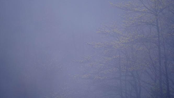 东白山迷雾树林