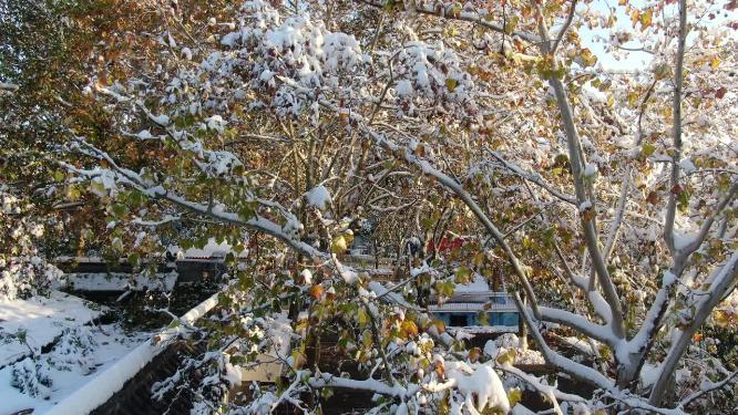 冬季枯叶白雪树叶