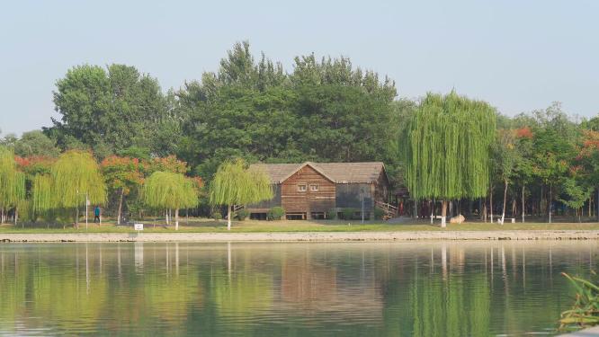 阳光树木