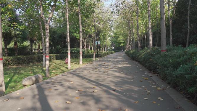 城市公园花草树木
