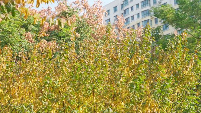 城市公园花草树木