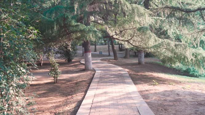 城市公园花草树木