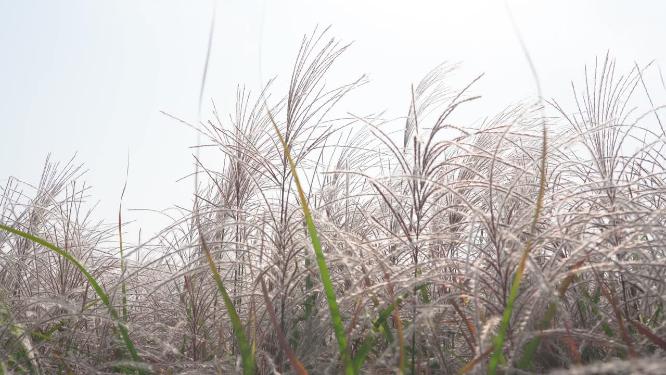 秋冬随风摇摆芦苇