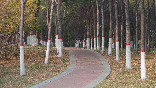 阳光下城市湿地公园林荫跑道