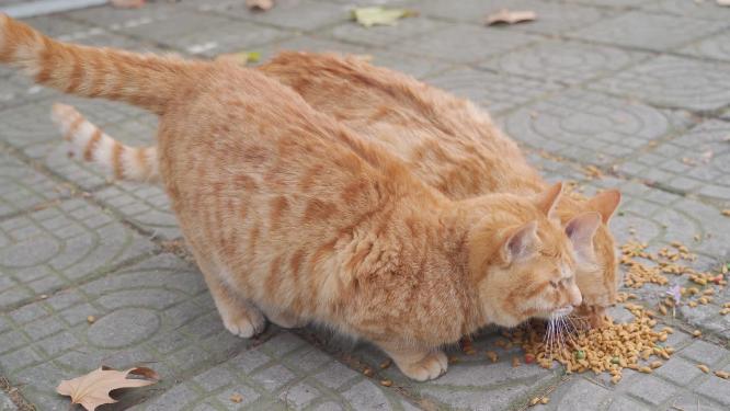 中华田园猫