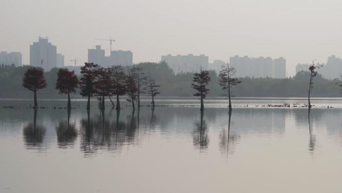 城市湿地公园水面剪影