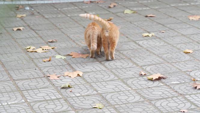 中华田园猫