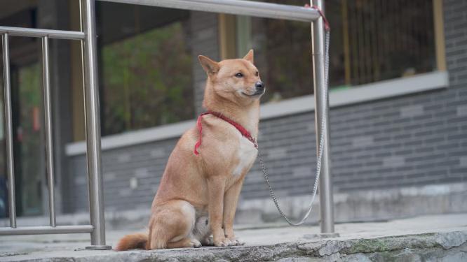 等待主人买东西的大黄狗