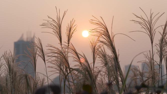 4k实拍唯美夕阳芦苇随风飘摇视频