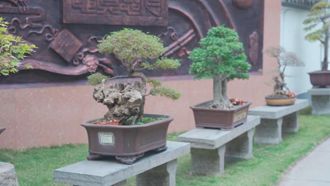 盆景植物