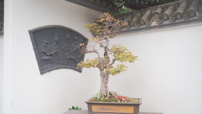 盆景植物