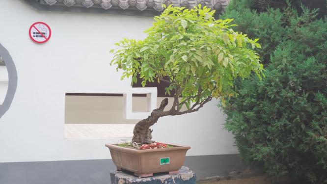 盆景植物
