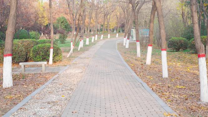 初冬林间道路