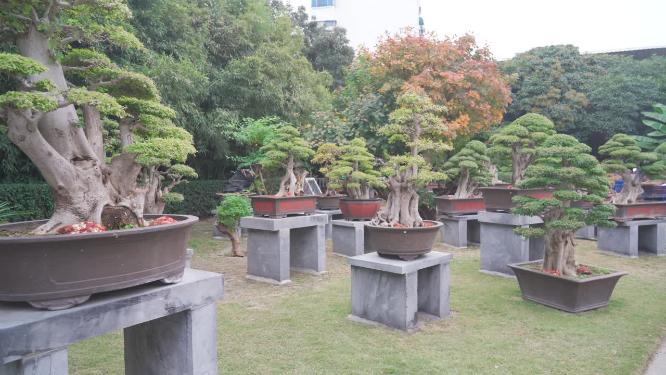 盆景植物