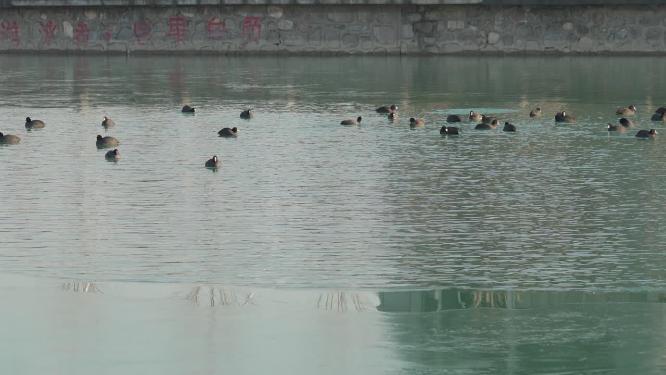 湖水中的鸭子