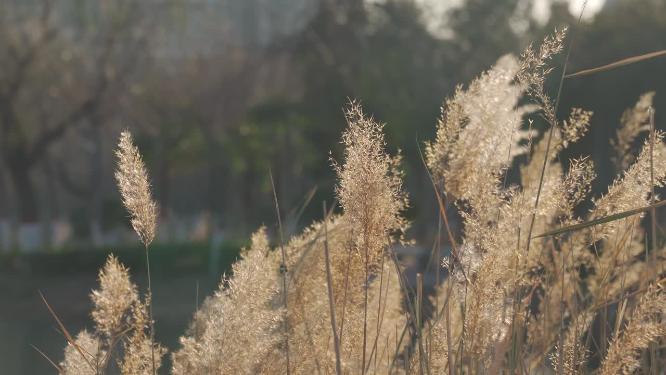唯美治愈芦苇荡