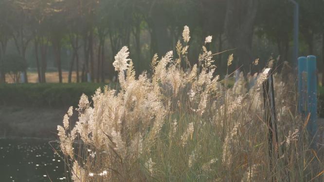 唯美治愈芦苇荡