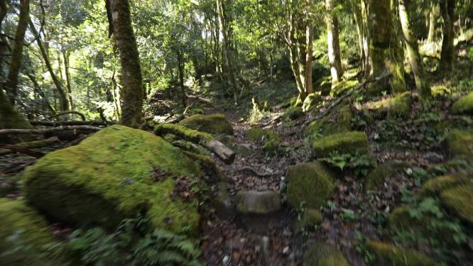 行走在山间丛林中