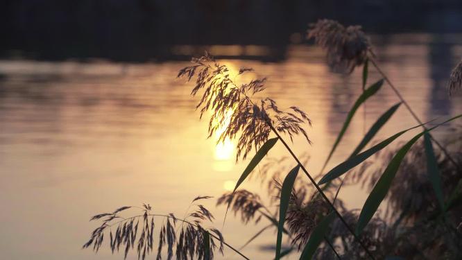阳光下唯美芦苇花空镜