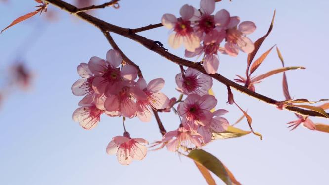 春天阳光下的冬樱花