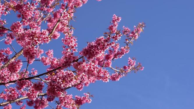 春天阳光下的冬樱花