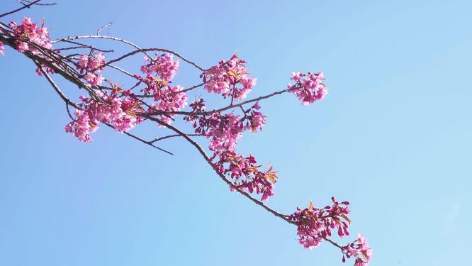 春天阳光下的冬樱花