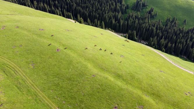 新疆伊犁大草原吃草的马