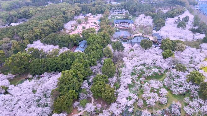 航拍武汉东湖樱花园樱花盛开
