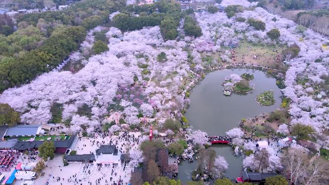 航拍武汉东湖樱花园樱花盛开