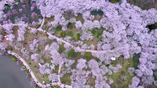 航拍武汉东湖樱花园樱花盛开