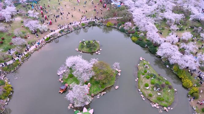航拍武汉东湖樱花园樱花盛开