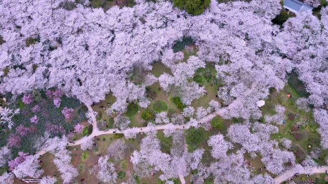 航拍武汉东湖樱花园樱花盛开