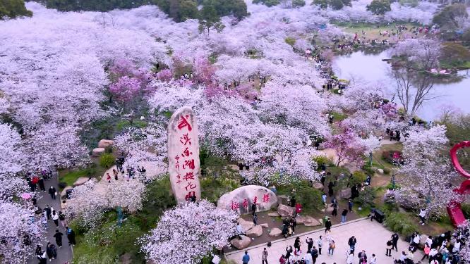 航拍武汉东湖樱花园樱花盛开