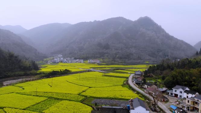 航拍江南古镇乌镇油菜花