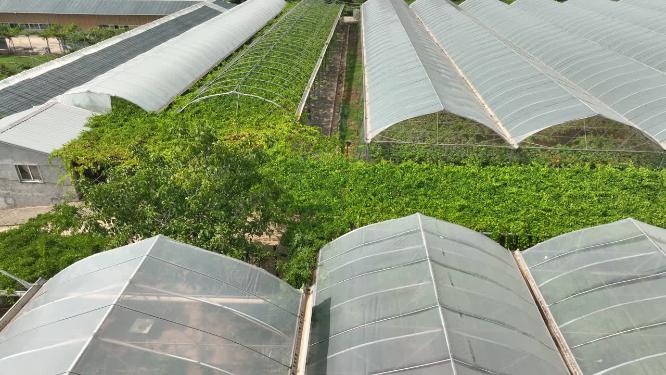白鹿原葡萄主题公园合集航拍葡萄示范基地