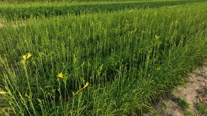 黄花菜种植三农专题片黄花菜航拍粮食安全