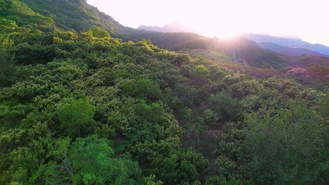 白山花