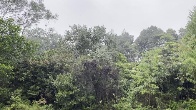 雨天树林飞鸟