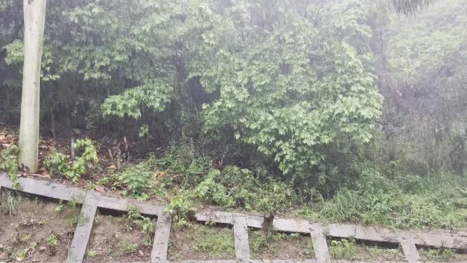 雨天的树林