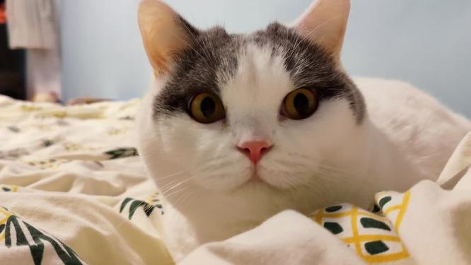 家庭环境中的可爱小猫