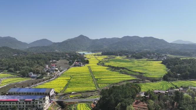 长沙望城茶亭油菜花海