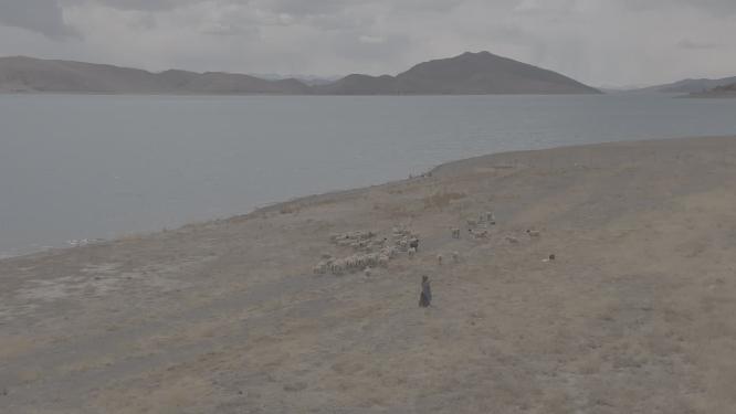 航拍藏区牧民在湖边放羊
