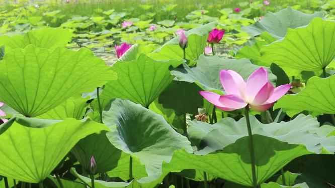 夏日荷花绽放